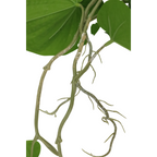 Neocheiropteres Kunst hangplant 80cm
