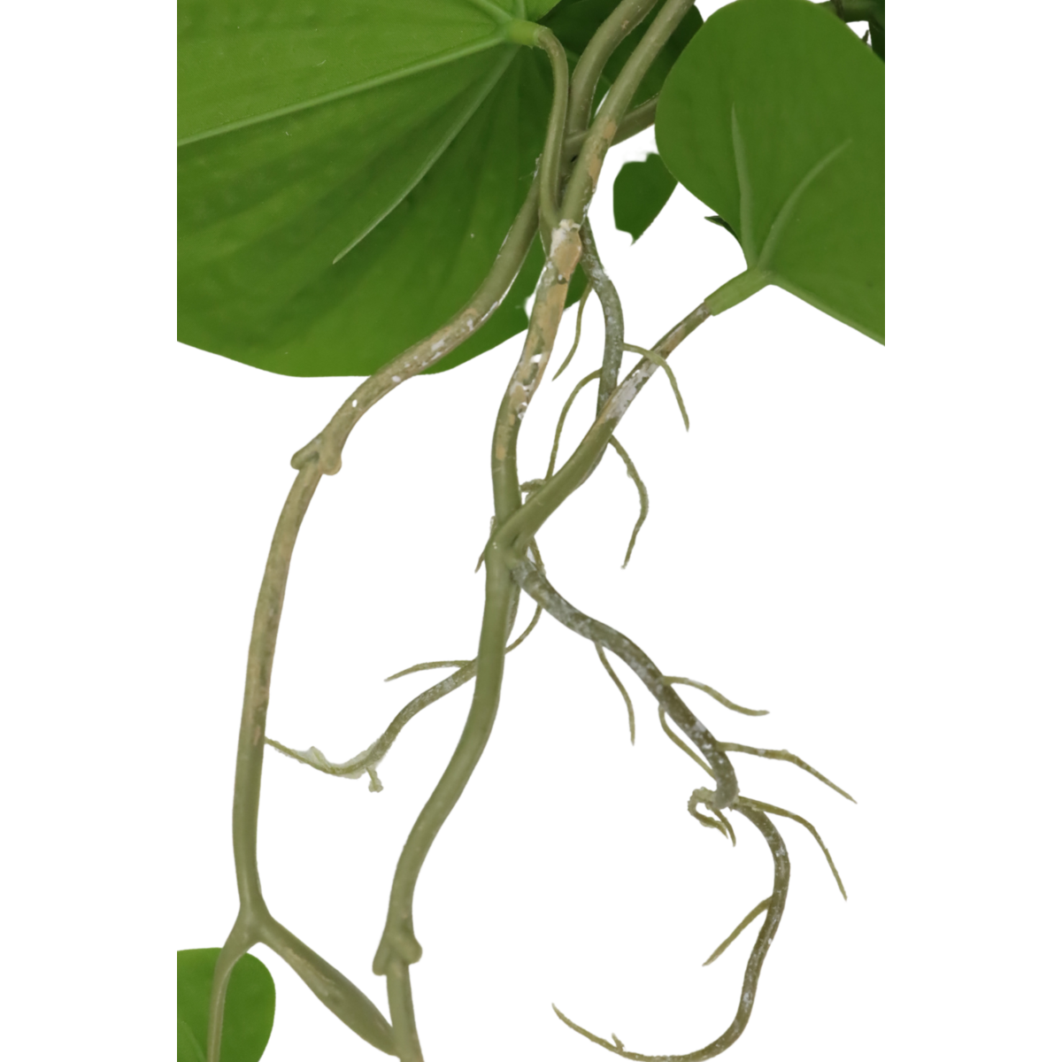 Neocheiropteres Kunst hangplant 80cm