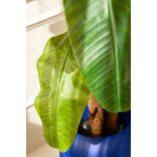 Kunst Bananenplant 180cm