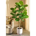 Kunstplant Ficus Lyrata 150cm