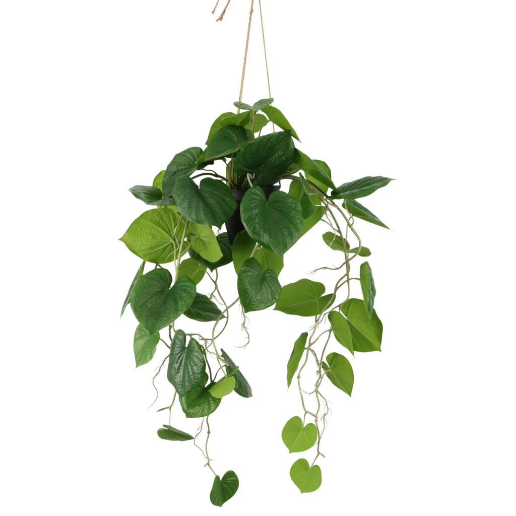 Neocheiropteres Kunst hangplant 80cm