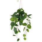 Neocheiropteres Kunst hangplant 80cm