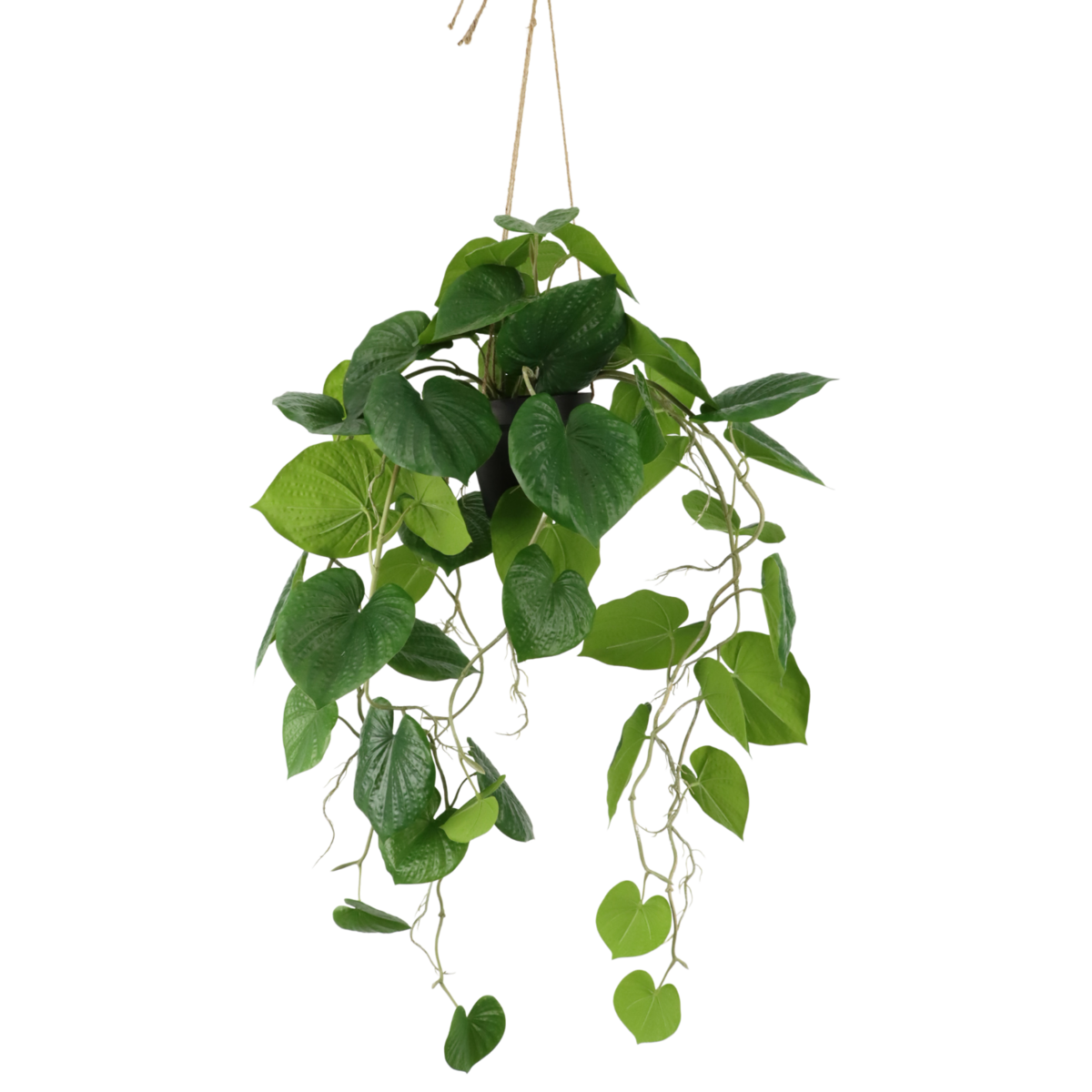 Neocheiropteres Kunst hangplant 80cm
