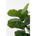 Kunstplant Ficus Lyrata 150cm