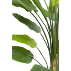 Strelitzia Kunstplant 210cm