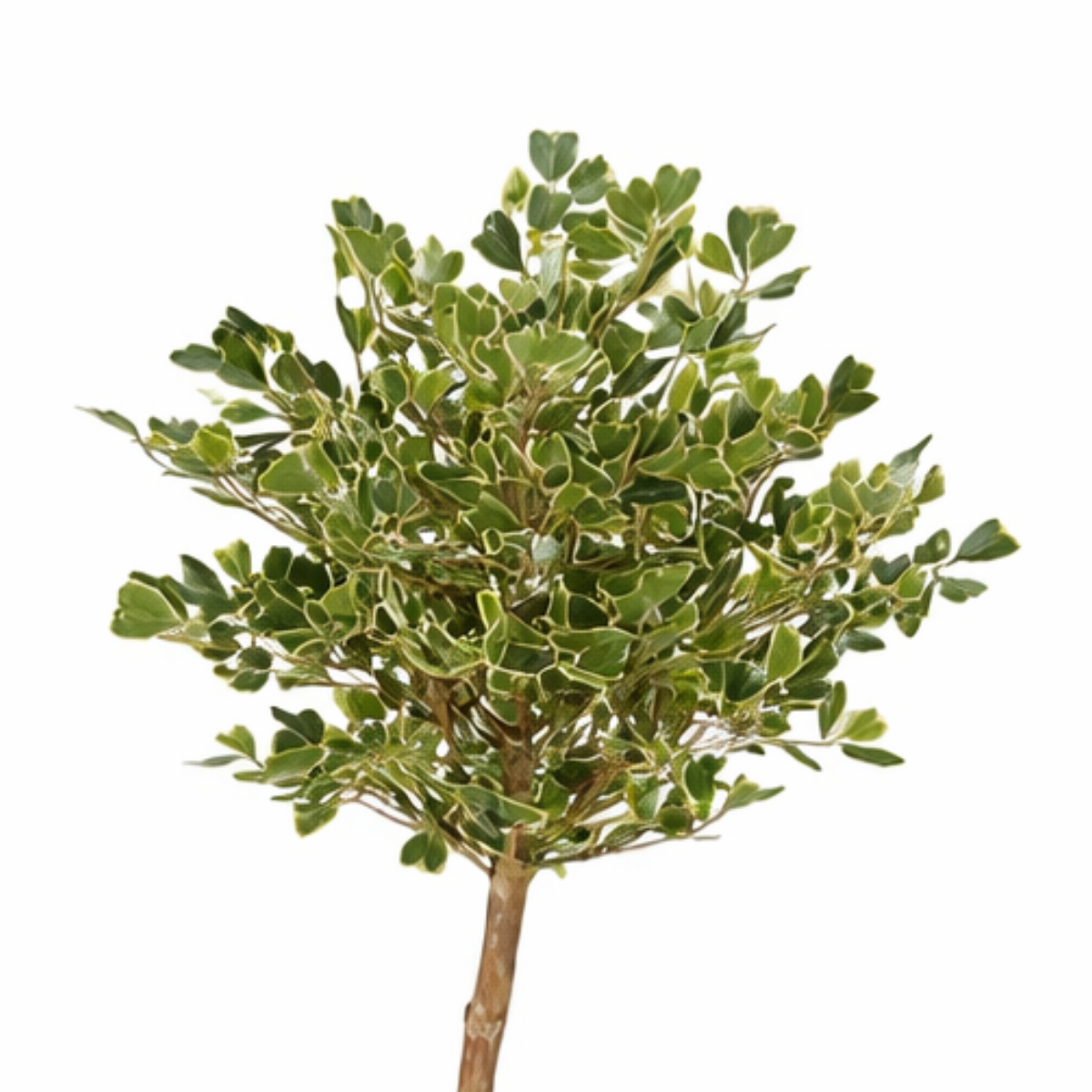 Kunstplant Ficus Groen 150cm - Real Touch