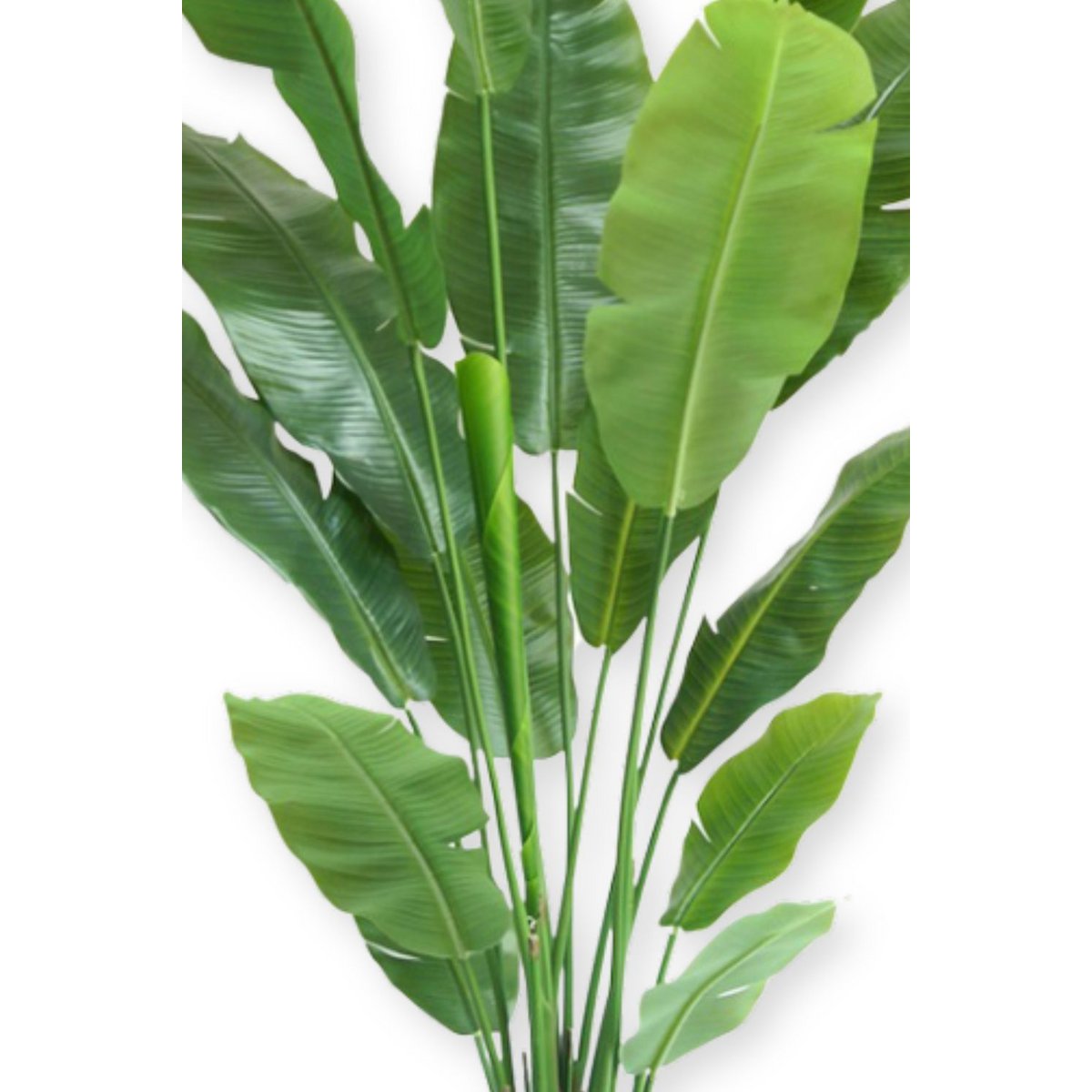 Kunstplant Strelitzia 180cm