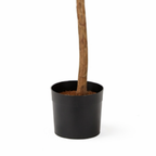 Kunstplant Ficus Groen 150cm - Real Touch