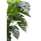 Monstera Kunstplant 65cm