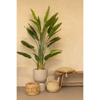 Strelitzia Kunstplant 210cm