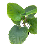 Kunst Waaierpalm 75cm