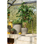 Kunstplant Ficus Groen 110cm