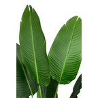 Strelitzia Kunstplant 160cm