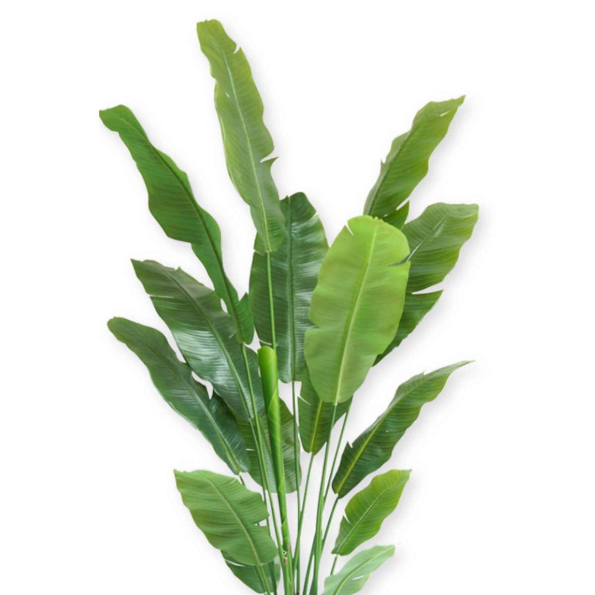 Kunstplant Strelitzia 180cm