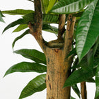 Kunstplant Pachira Groen 175cm - Real Touch