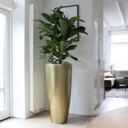 Plantenpot - Kentucky gold