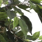 Kunstplant Ficus Groen 150cm