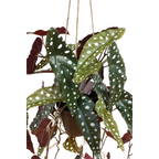 Begonia Maculata Kunst Hangplant 95cm