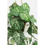 Viola Kunst Hangplant 95cm