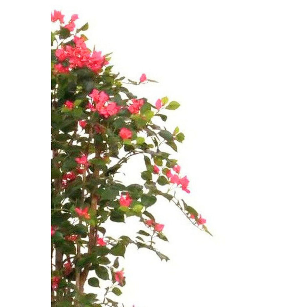 Kunstplant Bougainvillea 180cm