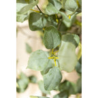 Eucalyptus Kunstboom 180cm