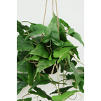 Typhonium Kunst Hangplant 95cm