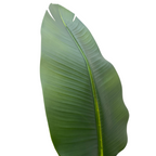 Strelitzia Kunstplant 210cm
