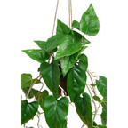 Anthurium Kunst Hangplant 95cm