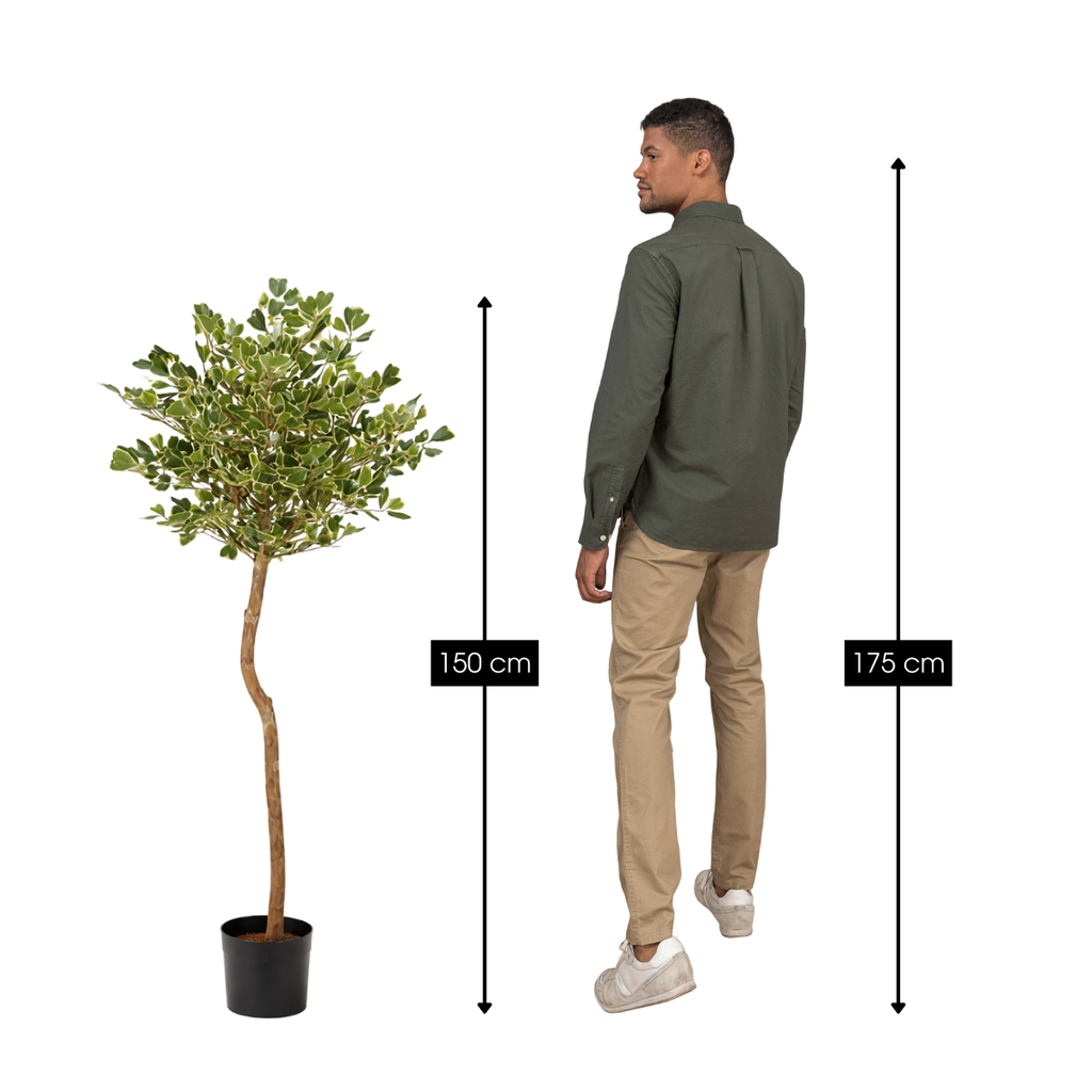 Kunstplant Ficus Groen 150cm - Real Touch