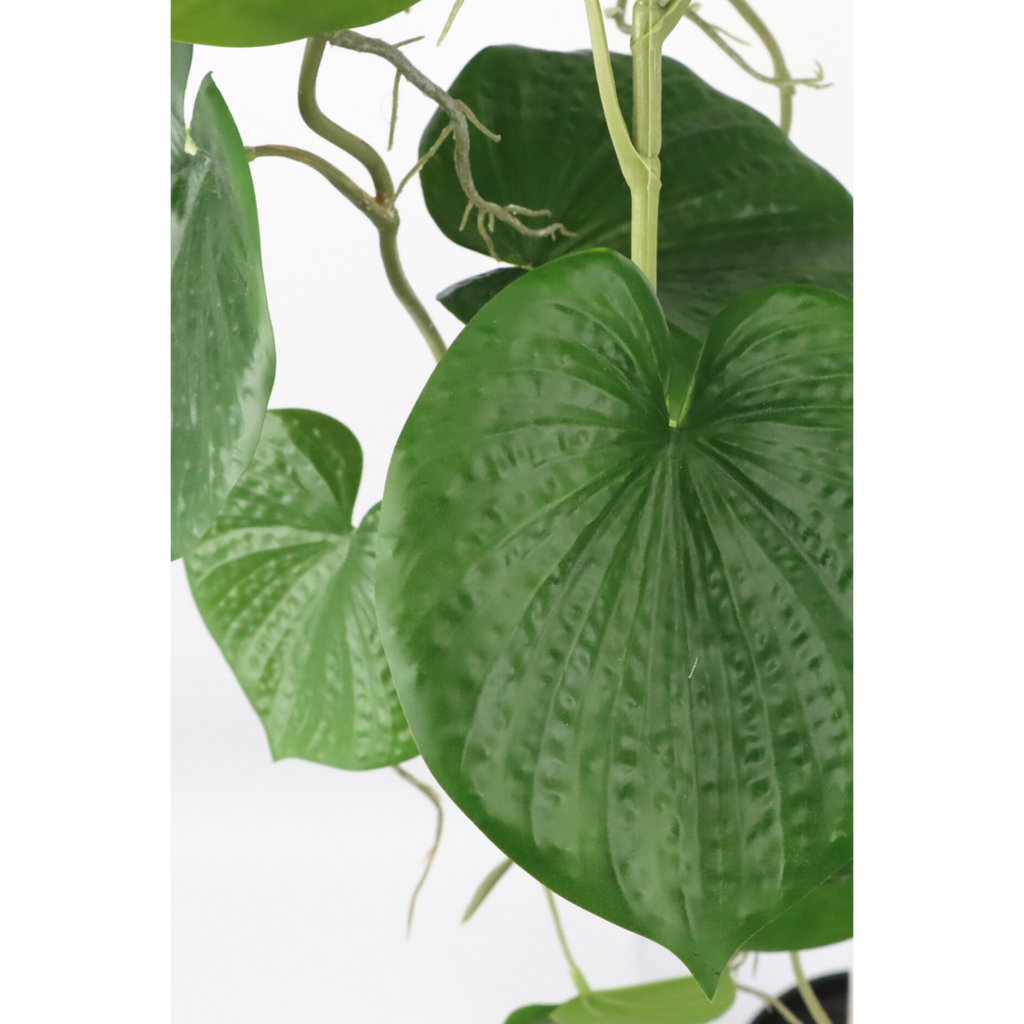 Neocheiropteres Kunst hangplant 80cm