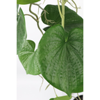 Neocheiropteres Kunst hangplant 80cm