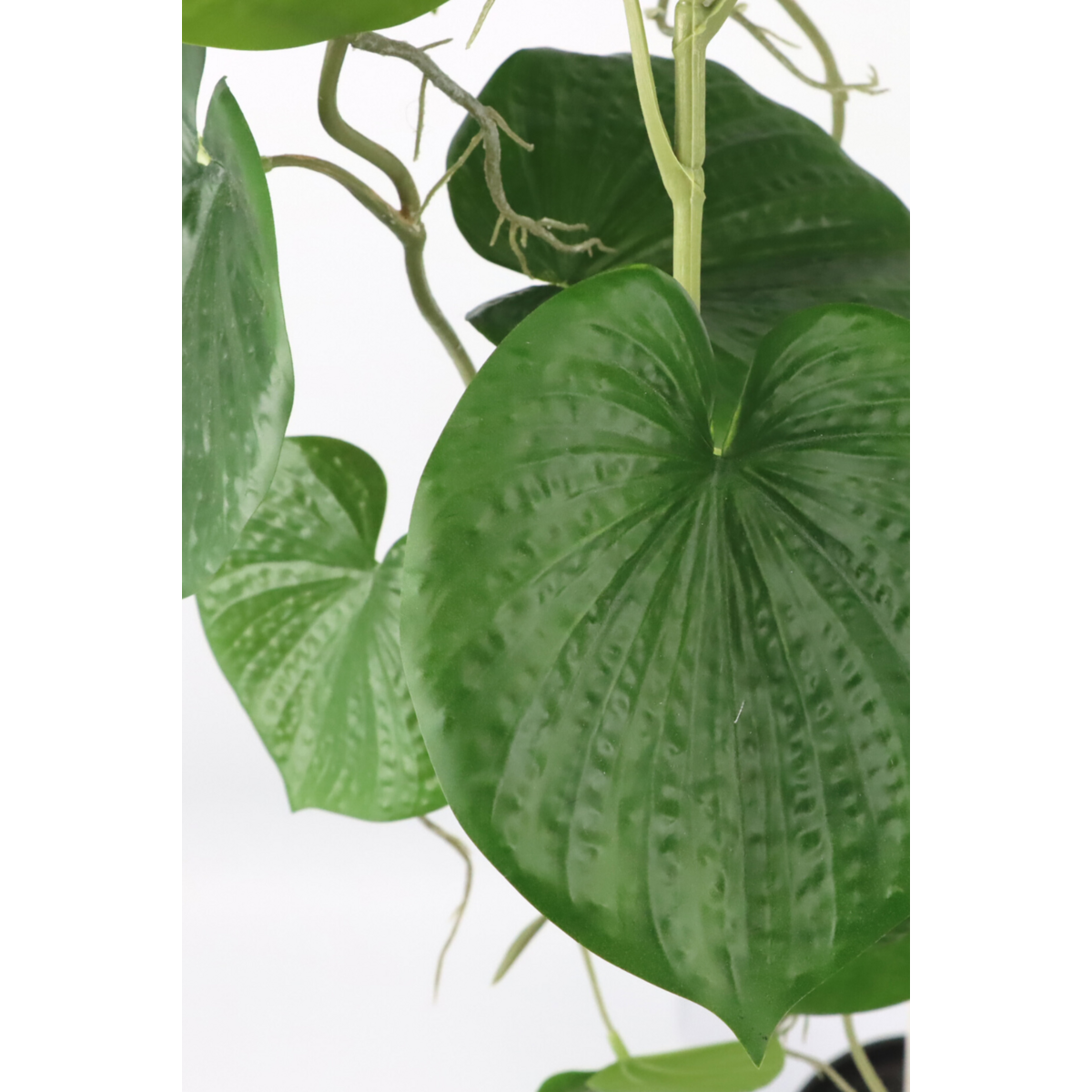 Neocheiropteres Kunst hangplant 80cm