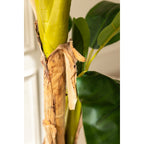 Kunst Bananenplant 150cm