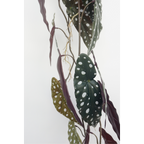Begonia Maculata Kunstslinger 120cm (Guirlande)