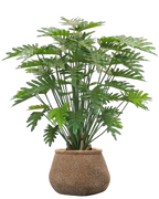 Vasenzo Faux Puff Set - Philodendron