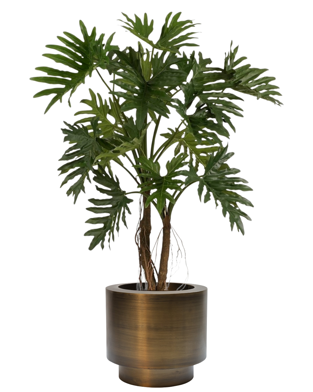 Vasenzo Philodendron met messing pot